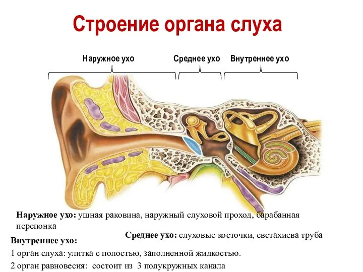 Строение органа слуха Внутреннее ухо Среднее ухо Наружное ухо Наружное ухо: ушная