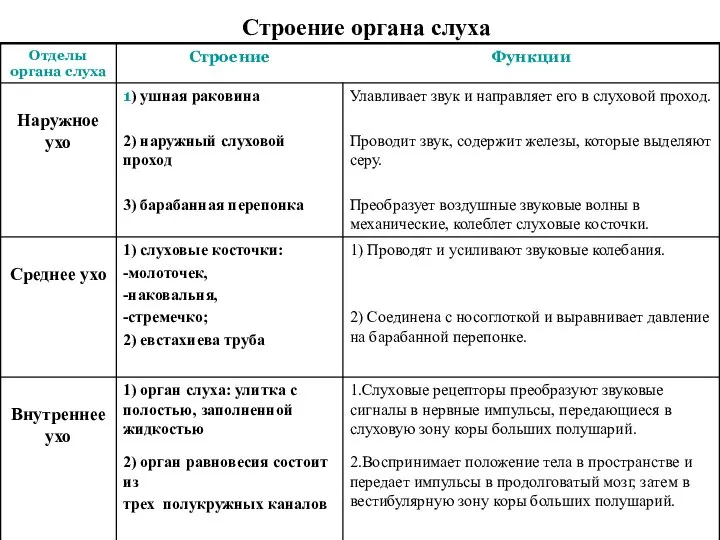 Строение органа слуха 1.Слуховые рецепторы преобразуют звуковые сигналы в нервные импульсы, передающиеся