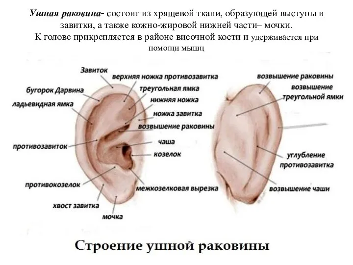 Ушная раковина- состоит из хрящевой ткани, образующей выступы и завитки, а также