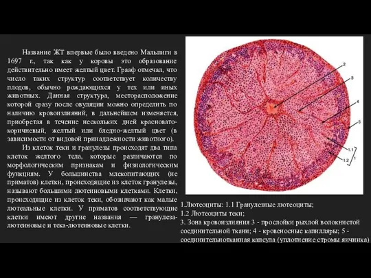 Название ЖТ впервые было введено Мальпиги в 1697 г., так как у