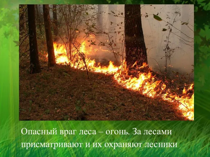 . Опасный враг леса – огонь. За лесами присматривают и их охраняют лесники