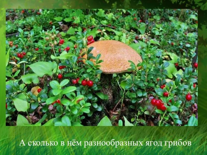А сколько в нём разнообразных ягод грибов