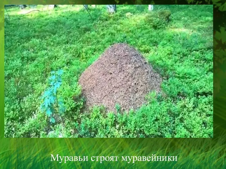 Муравьи строят муравейники