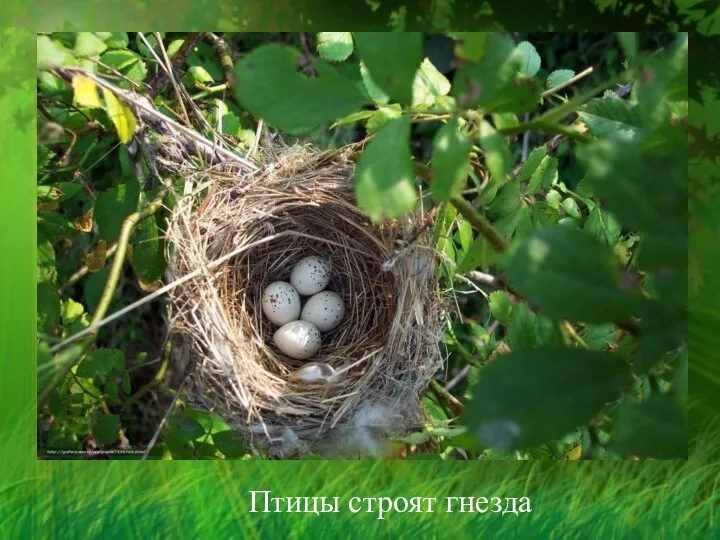 Птицы строят гнезда