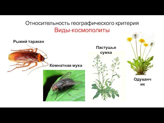 Относительность географического критерия Виды-космополиты Рыжий таракан Комнатная муха Одуванчик Пастушья сумка