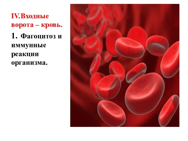 IV. Входные ворота – кровь. 1. Фагоцитоз и иммунные реакции организма.