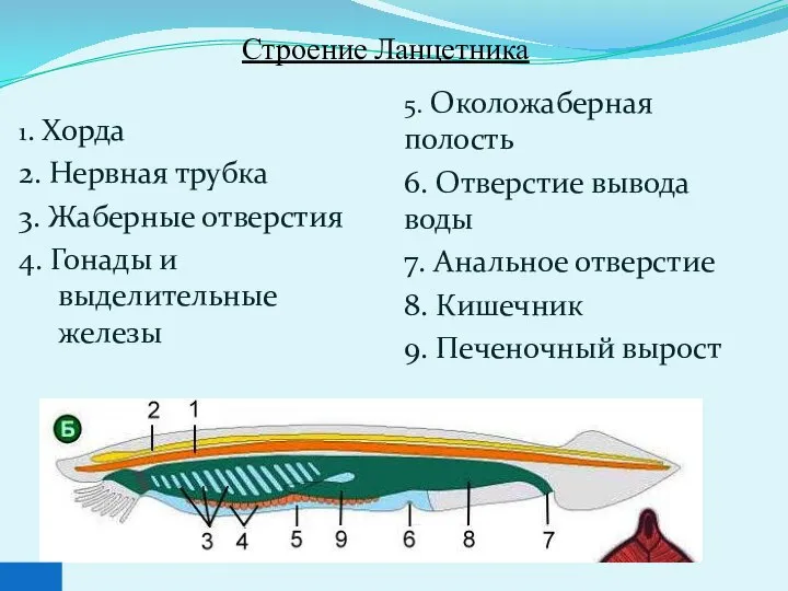 Строение Ланцетника 1. Хорда 2. Нервная трубка 3. Жаберные отверстия 4. Гонады