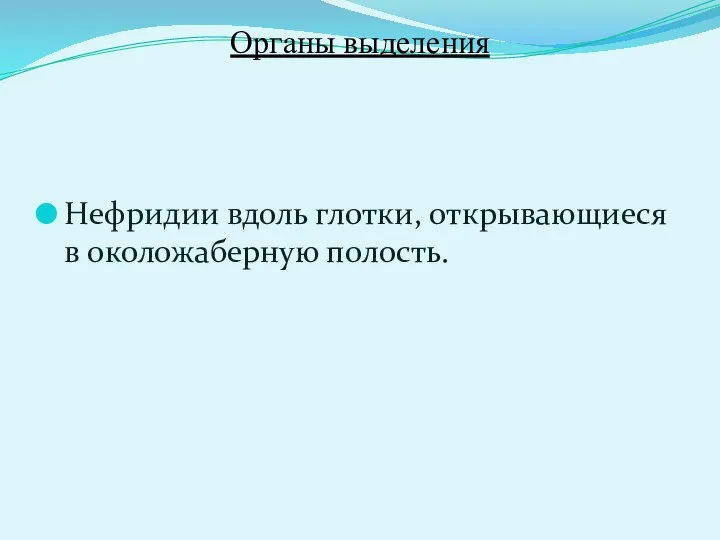 Органы выделения Нефридии вдоль глотки, открывающиеся в околожаберную полость.