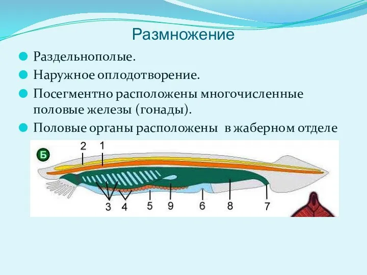 Размножение Раздельнополые. Наружное оплодотворение. Посегментно расположены многочисленные половые железы (гонады). Половые органы расположены в жаберном отделе