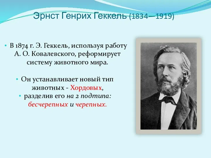 Эрнст Генрих Геккель (1834—1919) В 1874 г. Э. Геккель, используя работу А.