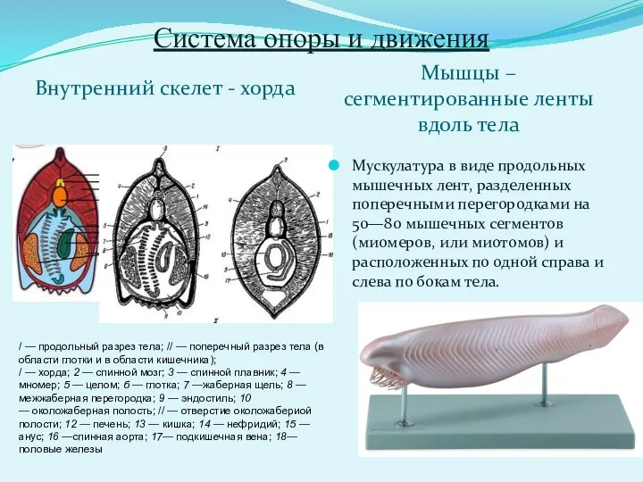 Система опоры и движения Внутренний скелет - хорда Мышцы – сегментированные ленты