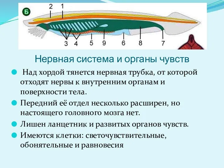 Нервная система и органы чувств Над хордой тянется нервная трубка, от которой