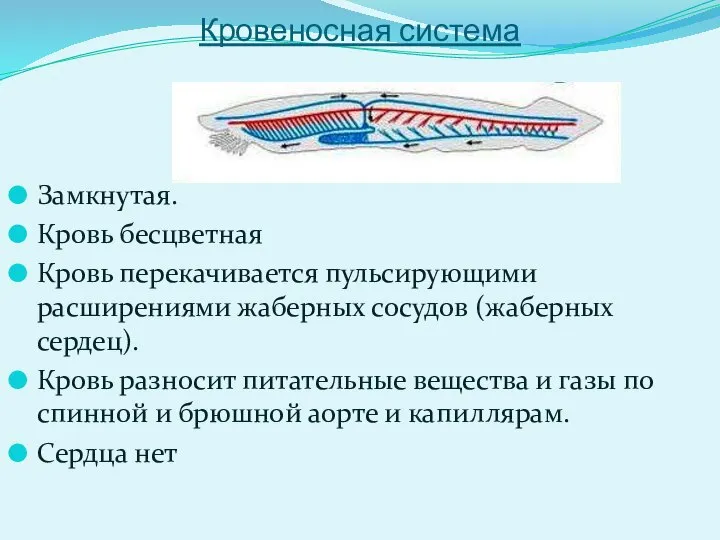 Кровеносная система Замкнутая. Кровь бесцветная Кровь перекачивается пульсирующими расширениями жаберных сосудов (жаберных