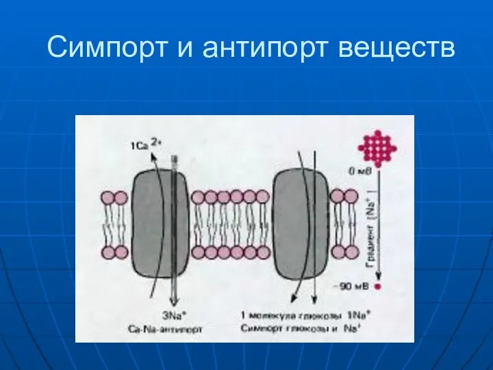 Симпорт и антипорт веществ