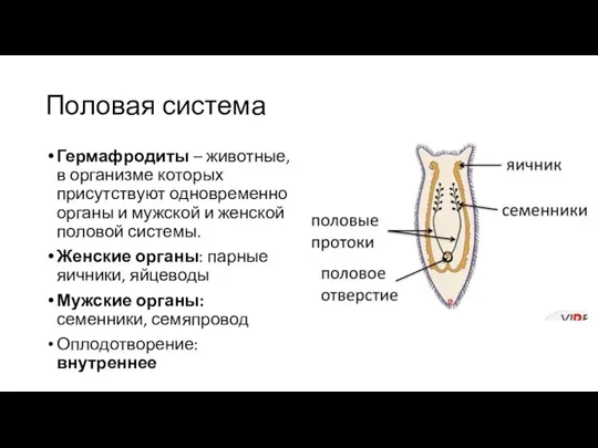 Половая система Гермафродиты – животные, в организме которых присутствуют одновременно органы и
