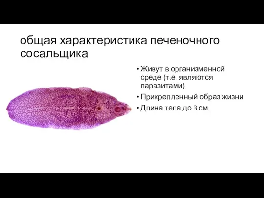 общая характеристика печеночного сосальщика Живут в организменной среде (т.е. являются паразитами) Прикрепленный