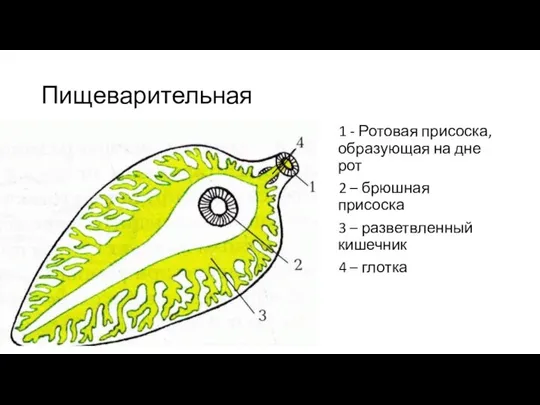 Пищеварительная 1 - Ротовая присоска, образующая на дне рот 2 – брюшная