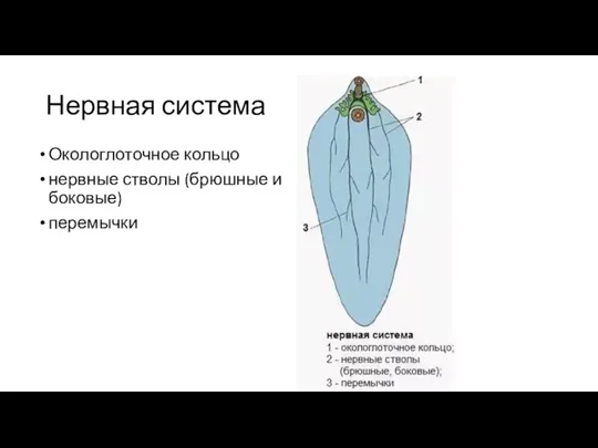 Нервная система Окологлоточное кольцо нервные стволы (брюшные и боковые) перемычки