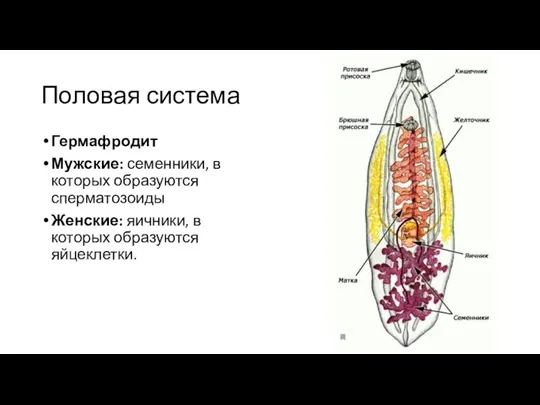 Половая система Гермафродит Мужские: семенники, в которых образуются сперматозоиды Женские: яичники, в которых образуются яйцеклетки.