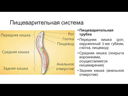 Пищеварительная система Пищеварительная трубка Передняя кишка (рот, окруженный 3-мя губами, глотка, пищевод)