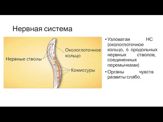 Нервная система Узловатая НС (окологлоточное кольцо, 6 продольных нервных стволов, соединенных перемычками) Органы чувств развиты слабо.