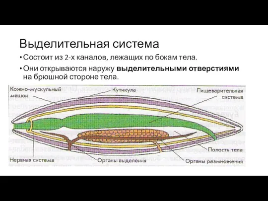 Выделительная система Состоит из 2-х каналов, лежащих по бокам тела. Они открываются