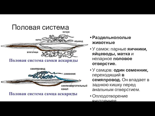 Половая система Раздельнополые животные У самок: парные яичники, яйцеводы, матка и непарное