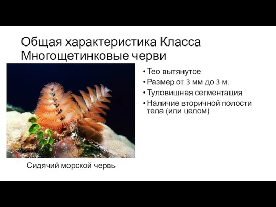 Общая характеристика Класса Многощетинковые черви Сидячий морской червь Тео вытянутое Размер от