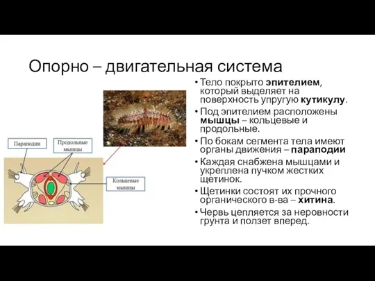 Опорно – двигательная система Тело покрыто эпителием, который выделяет на поверхность упругую