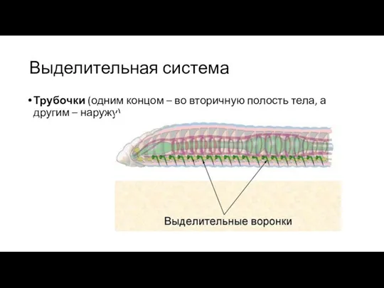 Выделительная система Трубочки (одним концом – во вторичную полость тела, а другим – наружу)