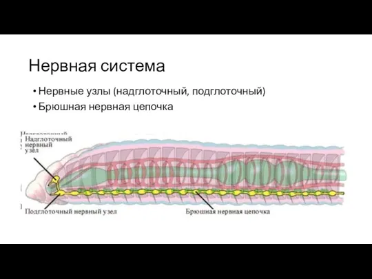 Нервная система Нервные узлы (надглоточный, подглоточный) Брюшная нервная цепочка