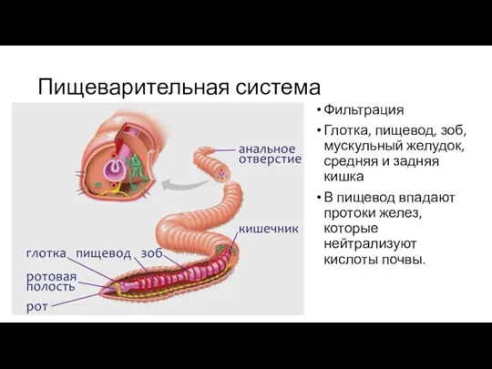 Пищеварительная система Фильтрация Глотка, пищевод, зоб, мускульный желудок, средняя и задняя кишка