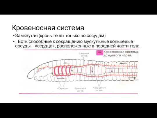 Кровеносная система Замкнутая (кровь течет только по сосудам) ! Есть способные к