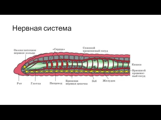 Нервная система