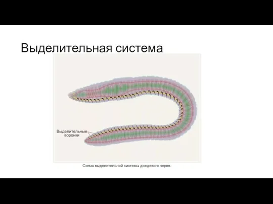 Выделительная система