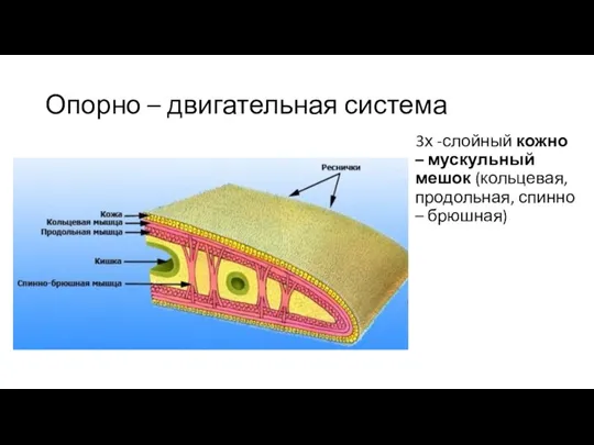 Опорно – двигательная система 3х -слойный кожно – мускульный мешок (кольцевая, продольная, спинно – брюшная)