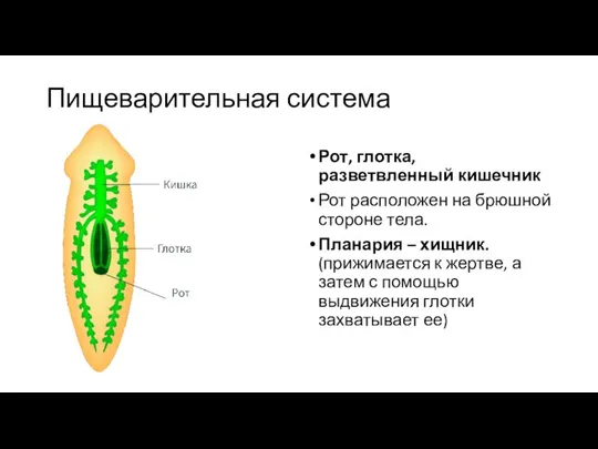 Пищеварительная система Рот, глотка, разветвленный кишечник Рот расположен на брюшной стороне тела.