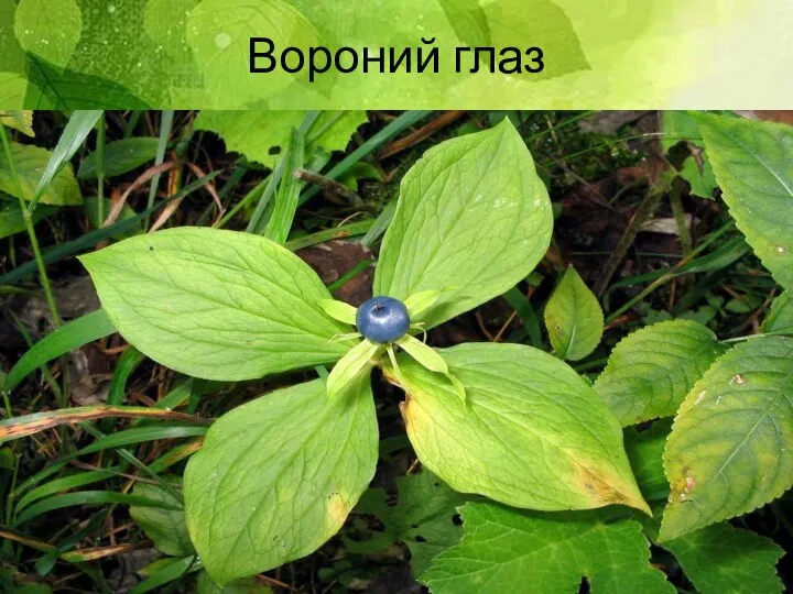 Вороний глаз