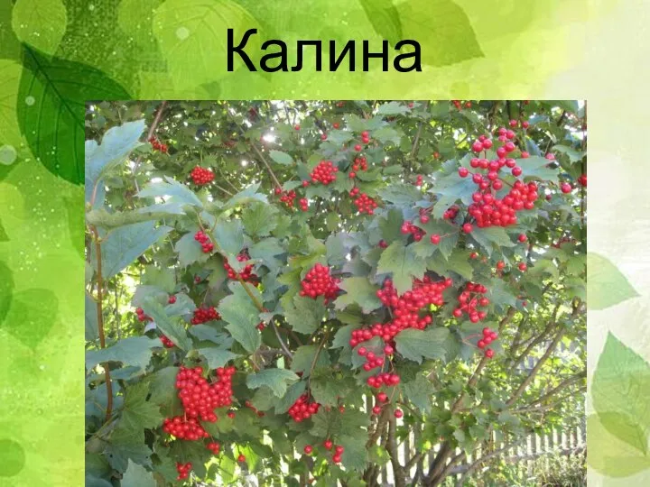 Калина