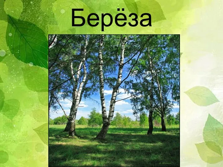 Берёза