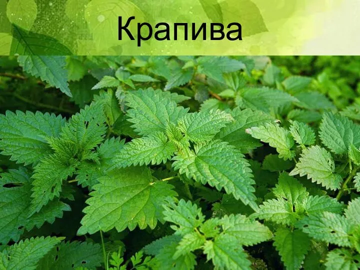 Крапива