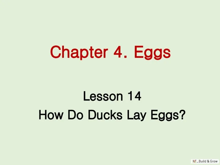 Chapter 4. Eggs Lesson 14 How Do Ducks Lay Eggs?