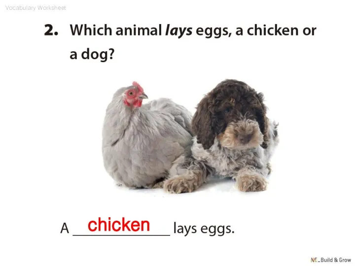 chicken Vocabulary Worksheet