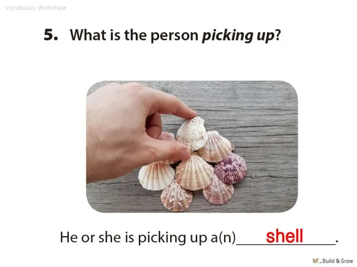 shell Vocabulary Worksheet