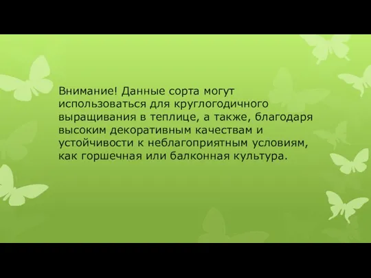 Внимание! Данные сорта могут использоваться для круглогодичного выращивания в теплице, а также,