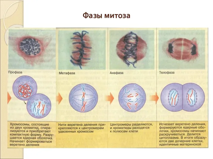 Фазы митоза