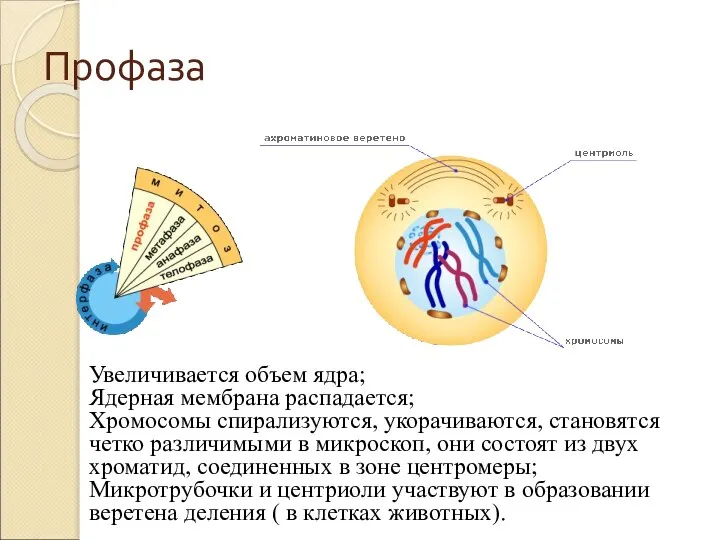 Профаза Увеличивается объем ядра; Ядерная мембрана распадается; Хромосомы спирализуются, укорачиваются, становятся четко