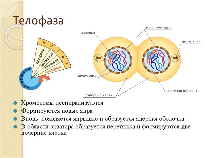 Телофаза Хромосомы деспирализуются Формируются новые ядра Вновь появляется ядрышко и образуется ядерная