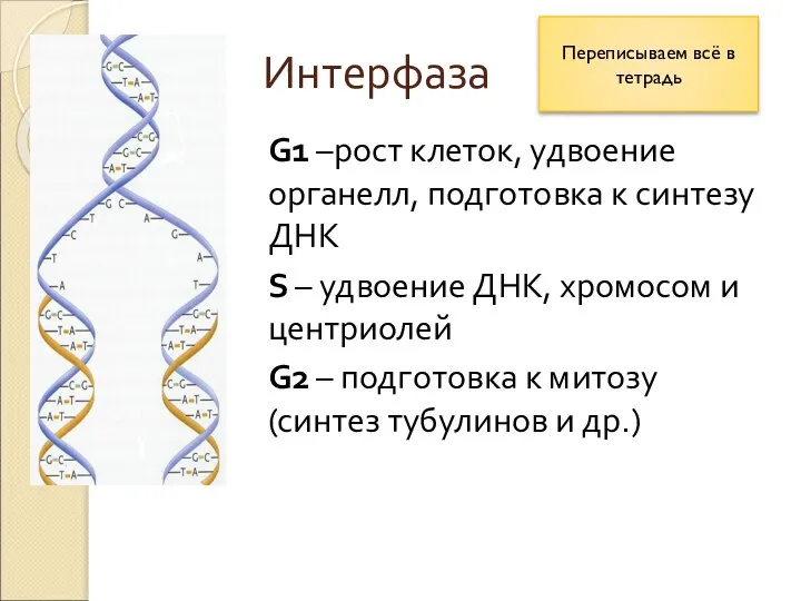 Интерфаза G1 –рост клеток, удвоение органелл, подготовка к синтезу ДНК S –