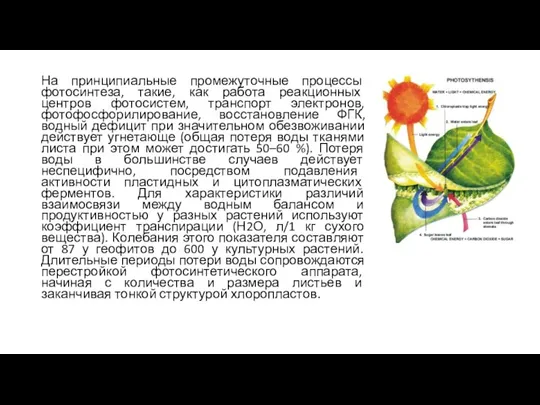 На принципиальные промежуточные процессы фотосинтеза, такие, как работа реакционных центров фотосистем, транспорт